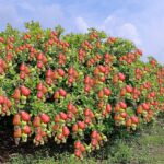Cashew Farming – Story