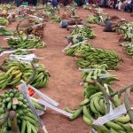 Jaman North District Celebrates 41st Farmers’ Day at Bonakire